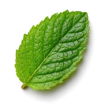 Fresh single green mint leaf isolated white background