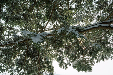 雪が積もった木