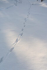 雪上の野生動物の足跡