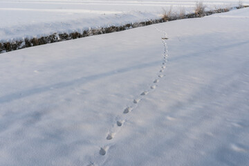 雪上の野生動物の足跡
