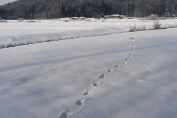 雪上の野生動物の足跡