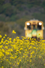 菜の花と黄色い汽車