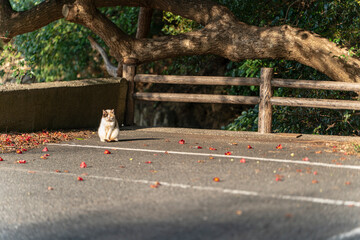 駐車場の猫