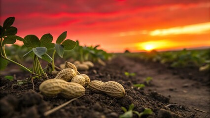 Peanut (groundnut) plantation
