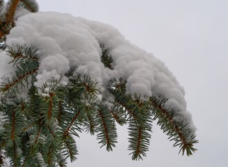 Snow-covered pine branch against a soft white winter sky. Minimal natural composition with frosted needles and clean copy space, ideal as a winter background or seasonal nature concept