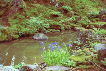 庭に咲くカキツバタ