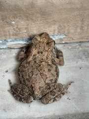 frog on the ground