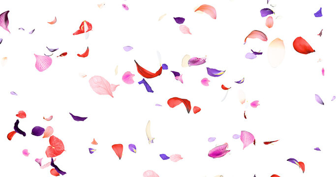 Colorful flower petals sway in the wind. Isolated on alpha background. 3D rendering.