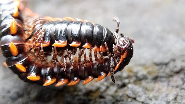 Two melipedes are mating on a damp flat piece of wood.