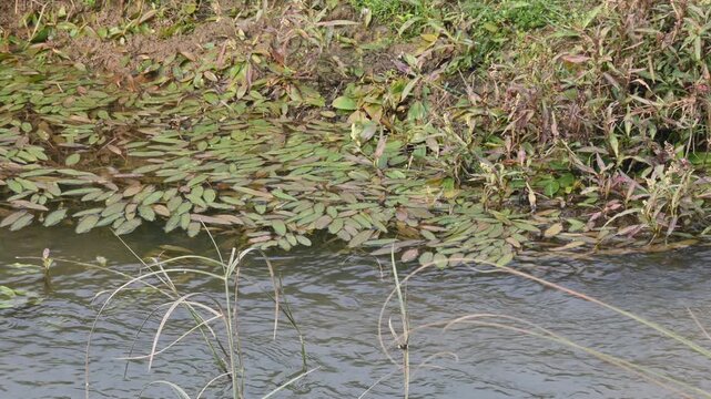 Potamogeton gramineus plants. Its species of&nbsp;aquatic plant. Its common name is&nbsp;various leaved pondweed, variable leaf pondweed, grass-leaved pondweed and&nbsp;grassy pondweed. lt grows in clean water.