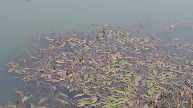 Potamogeton gramineus plants. Its species of&nbsp;aquatic plant. Its common name is&nbsp;various leaved pondweed, variable leaf pondweed, grass-leaved pondweed and&nbsp;grassy pondweed. lt grows in clean water.