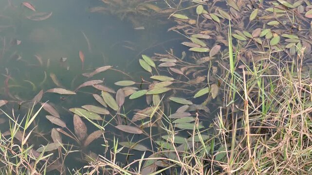 Potamogeton gramineus plants. Its species of&nbsp;aquatic plant. Its common name is&nbsp;various leaved pondweed, variable leaf pondweed, grass-leaved pondweed and&nbsp;grassy pondweed. lt grows in clean water.