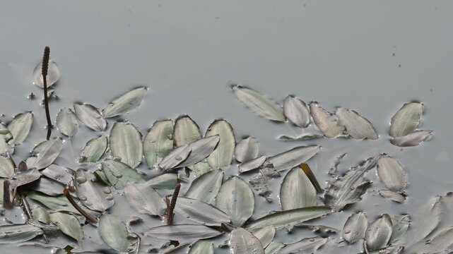 Potamogeton gramineus plants. Its species of&nbsp;aquatic plant. Its common name is&nbsp;various leaved pondweed, variable leaf pondweed, grass-leaved pondweed and&nbsp;grassy pondweed. lt grows in clean water.