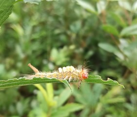 Fototapeta premium Red-headed yellow-humped caterpillar eating leaves, larval stage of butterfly metamorphosis.