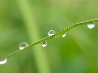 Low-angle close-up of a vibrant green grass blade with glistening water droplets, serene scene captured in nature photography
