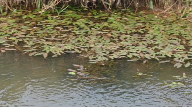Potamogeton gramineus plants. Its species of&nbsp;aquatic plant. Its common name is&nbsp;various leaved pondweed, variable leaf pondweed, grass-leaved pondweed and&nbsp;grassy pondweed. lt grows in clean water.