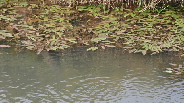Potamogeton gramineus plants. Its species of&nbsp;aquatic plant. Its common name is&nbsp;various leaved pondweed, variable leaf pondweed, grass-leaved pondweed and&nbsp;grassy pondweed. lt grows in clean water.