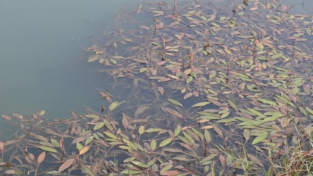Potamogeton gramineus plants. Its species of&nbsp;aquatic plant. Its common name is&nbsp;various leaved pondweed, variable leaf pondweed, grass-leaved pondweed and&nbsp;grassy pondweed. lt grows in clean water.