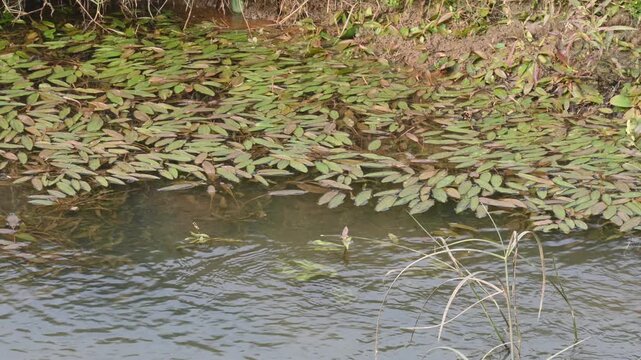 Potamogeton gramineus plants. Its species of&nbsp;aquatic plant. Its common name is&nbsp;various leaved pondweed, variable leaf pondweed, grass-leaved pondweed and&nbsp;grassy pondweed. lt grows in clean water.