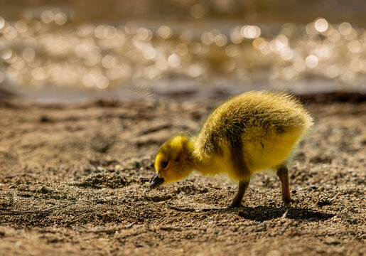 A tiny, fluffy Canada goose gosling waddles along a sandy beach near the water's edge, beautifully backlit by the golden sunlight. A close-up shot capturing new life in nature
