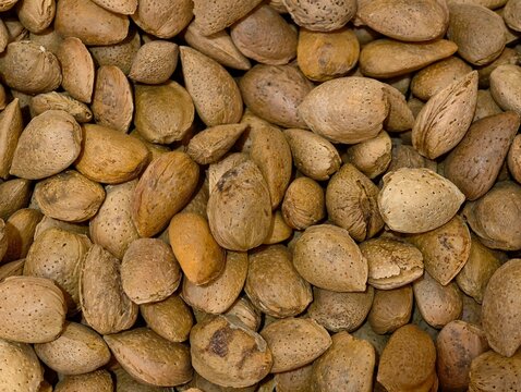 dry apricot kernels stacked on rustic surface, closeup of apricot kernels and artisan roaster
