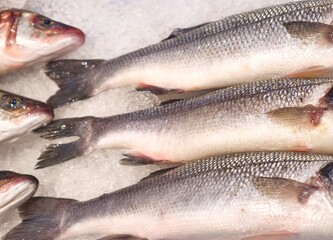 Fototapeta premium an eyecatching arrangement of mixed seafood types displayed over ice for promotional marketing
