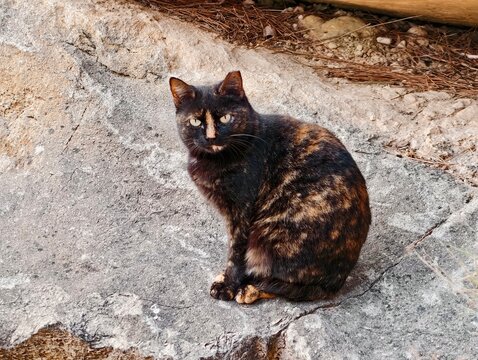 Seaside feline with curled tail, Animal sitting on coastline with mottled coat and peaceful atmosphere