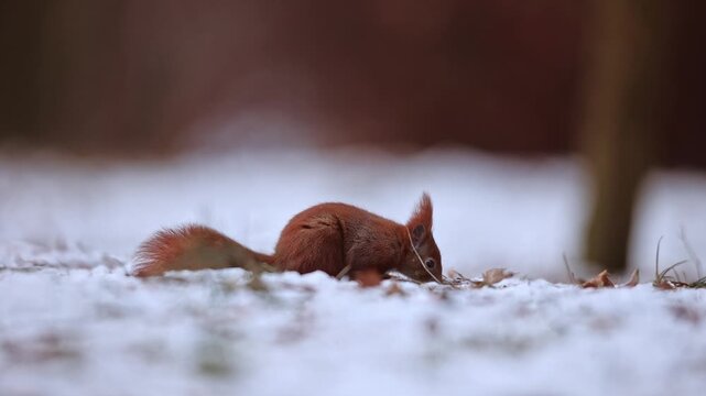 A close-up of red squirrel (Sciurus vulgaris) seeking on food on snowy ground in forest in winter nature. Warm colored rodent animal slow motion wildlife take.