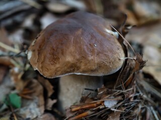 foraged fungi beneath forest canopy, rustic mushroom found amid pine needles with morning sunlight © Nataliia