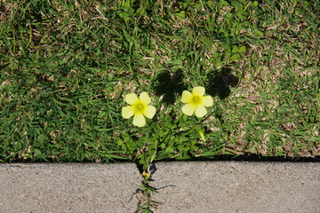 Yellow wildflowers in the grass along the curb of a street