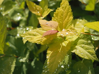 黄金色の葉　オウゴンシモツケ