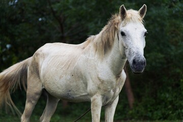 Pale Blonde Horse Posed in Shaded Woodland Clearing