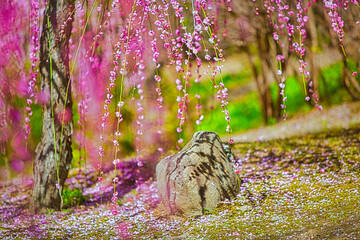 早春、京都の神社やお寺の境内や庭園では、梅の花が満開になります