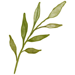 Watercolor Green Leaf Branch