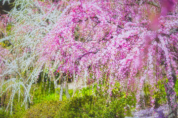 早春、京都の神社やお寺の境内や庭園では、梅の花が満開になります