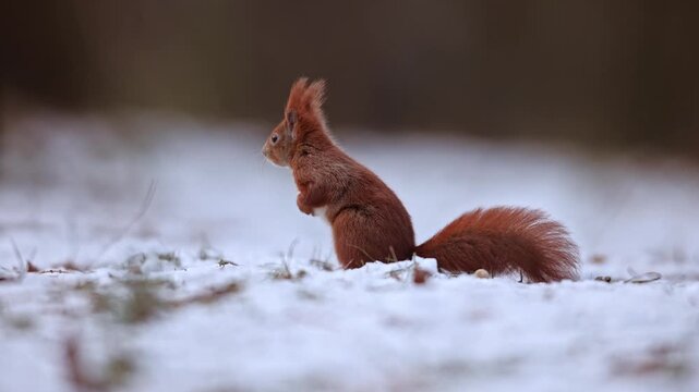 A close-up of watchful red squirrel (Sciurus vulgaris) escaping after taking attention something disturbing on snowy ground in forest in winter nature. Warm colored rodent animal slow motion wildlife