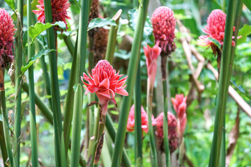 Vibrant pink torch ginger flowers blooming in a lush tropical garden. Close up of Etlingera elatior with tall green stems and dense foliage background. Exotic botanical nature scene.