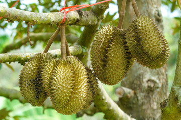 Large durian fruits hanging from a tree branch in a tropical orchard. The spiky green fruits are tied with red string for support. Agriculture and harvest concept in Southeast Asia.