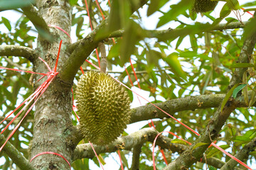 Fresh green durian fruit hanging from a tree branch in an orchard. King of fruits with sharp thorns and tropical foliage. Agricultural cultivation with red support strings in Thailand.