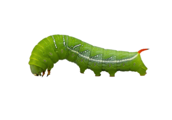 Vibrant green Manduca quinquemaculata caterpillar with white stripes and red horn, extreme macro on transparent background, focus stacked, concept of insect biodiversity
