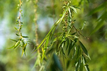 Branches of the weeping willow (Salix babylonica) on the territory of the Astrakhan Kremlin on a sunny spring day, Astrakhan, Russia