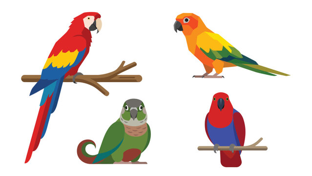 Colorful Parrot Bird Collection - Isolated Vector Illustration