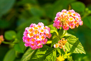 White pink yellow plants plant blossom blossoms flowers tropical Thailand.