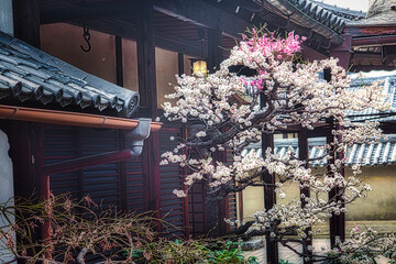 早春、京都の神社やお寺の境内や庭園では、梅の花が満開になります