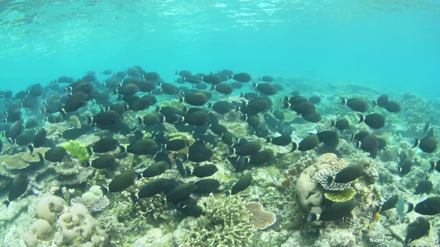 A large school of Ringtail surgeonfish, Acathurus blochii, swims over a shallow reef in Raja Ampat. This tropical region harbors amazing marine biodiversity and is a popular destination for divers.