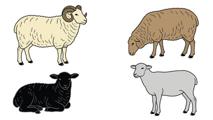 Fototapeta premium Four Sheep Illustration: White, Brown, Black, Gray
