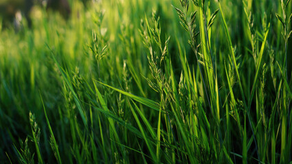 green grass background