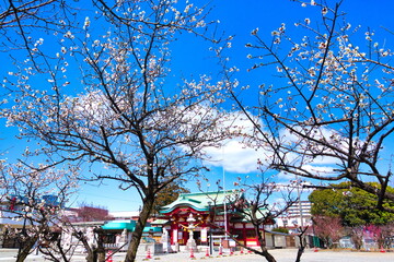 冬の終わりが近づくと神社の境内では梅が咲き始めます