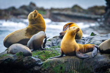 Sea lions resting on cliffs La Jolla Cove