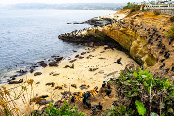 Sea lions resting on La Jolla Cove beach